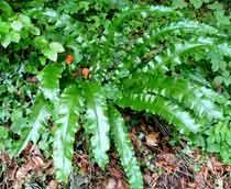 Harts-Tongue-Fern-B.jpg