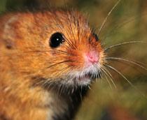 Harvest-Mouse-B.jpg