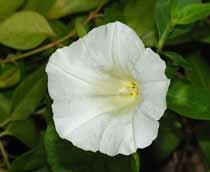 Hedge-bindweed-B.jpg
