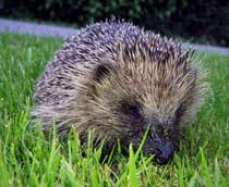 Hedgehog-B.jpg