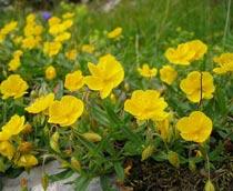 Helianthemum-nummularium-B.jpg