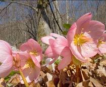 Helleborus-B.jpg