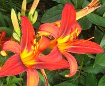 Hemerocallis-B.jpg