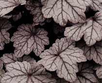 Heuchera-B.jpg