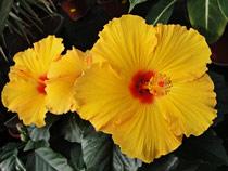 Hibiscus-B.jpg
