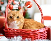 High-1-cat-B.jpg