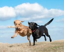 High-2-dog-B.jpg