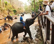 High-2-elephant-B.jpg