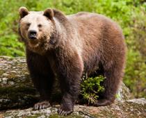 Hike-grizzly-B.jpg