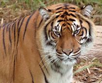 His-Tiger-B.jpg