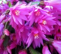 Holiday-cactus-B.jpg