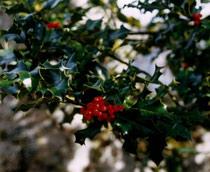 Holly-B.jpg