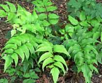 Holly-Fern-B.jpg