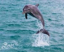 Homes-for-Animals-10-s.jpg