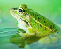 Homes-for-Animals-4-s.jpg
