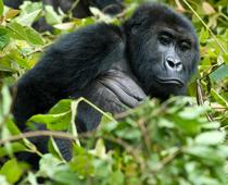 Homes-for-Animals-6-s.jpg