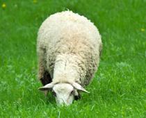 Homes-for-Animals-7-s.jpg