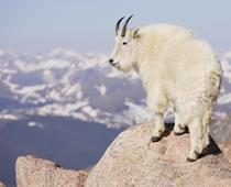 Homes-for-Animals-8-s.jpg