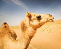 Homes-for-Animals-9-s.jpg