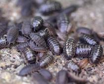 Homes-for-Beasties-1-s.jpg