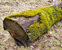 Homes-for-Beasties-10-s.jpg