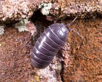 Homes-for-Beasties-2-s.jpg