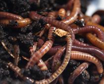 Homes-for-Beasties-3-s.jpg