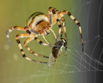 Homes-for-Beasties-5-s.jpg