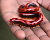 Homes-for-Beasties-6-s.jpg