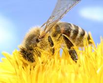 Homes-for-Beasties-7-s.jpg