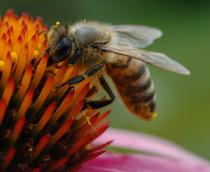 Honey-bee-B.jpg