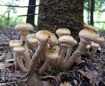 Honey-fungus-B.jpg