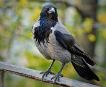 Hooded-Crow-B.jpg