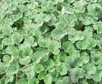 Horehound-B.jpg