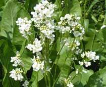 Horseradish-B.jpg