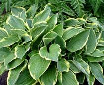 Hosta-B.jpg