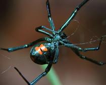 Hot-BlackWidow-B.jpg