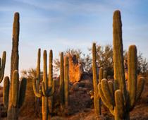Hot-Cactus-B.jpg