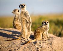 Hot-Meerkat-B.jpg