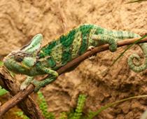 Hot-Reptile-B.jpg