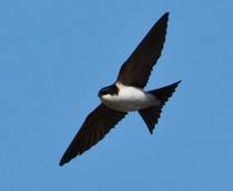 House-Martin-B.jpg