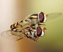 Hoverfly-B.jpg