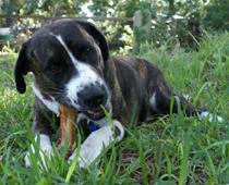 Hungry-Dog-B.jpg