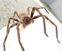 Huntsman-spider-B.jpg