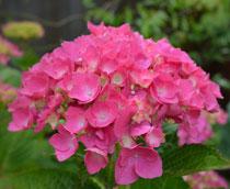 Hydrangea-B.jpg