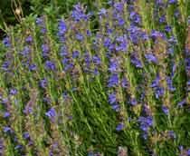 Hyssop-B.jpg