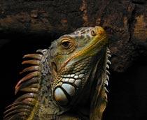 Iguana-B.jpg