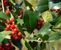Ilex-B.jpg