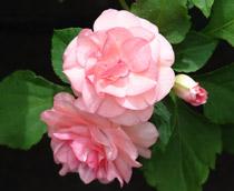 Impatiens-B.jpg