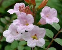 Incarvillea-B.jpg
